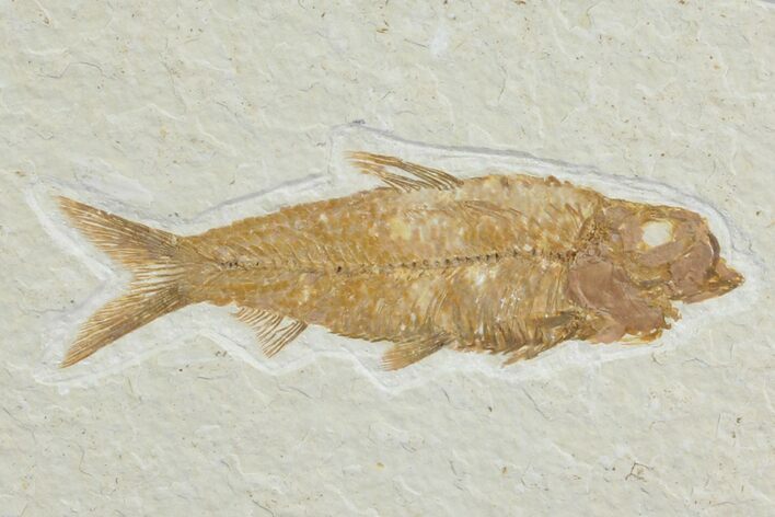 Detailed, Knightia Fossil Fish - Wyoming #78324